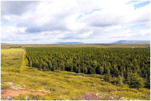 Долгая дорога Исландии к лесовосстановлению