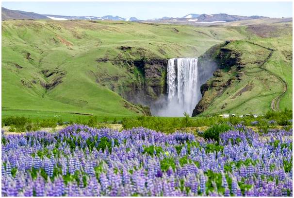 Долгая дорога Исландии к лесовосстановлению