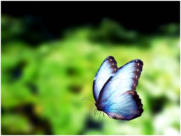 Синие бабочки, которых можно встретить на Амазонке