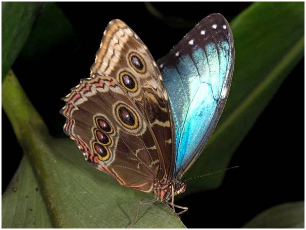 Синие бабочки, которых можно встретить в Амазонке