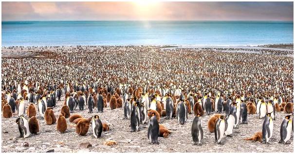 Залив Сент-Эндрюс и его большая колония королевских пингвинов
