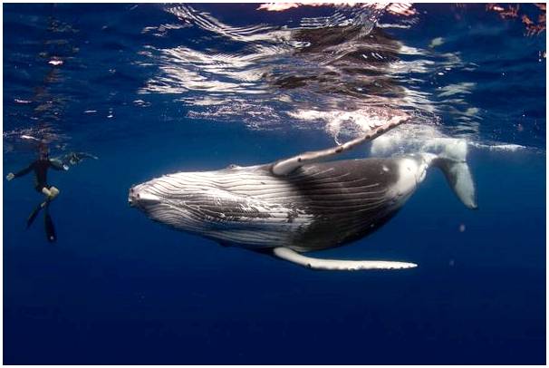 Наблюдение за китами на Таити: захватывающее зрелище