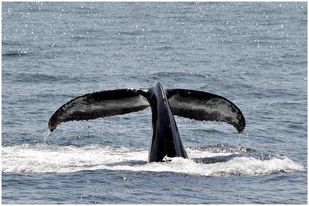 Наблюдение за китами на Таити: захватывающее зрелище