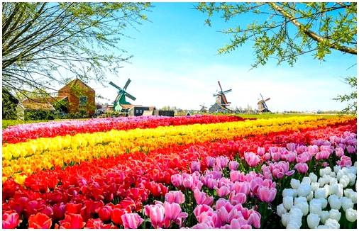 Цветочный маршрут по Голландии, красочный и красивый