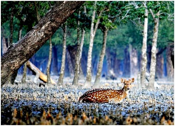 Сундарбанс: самый большой мангровый лес в мире.