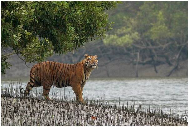 Сундарбанс: самый большой мангровый лес в мире.