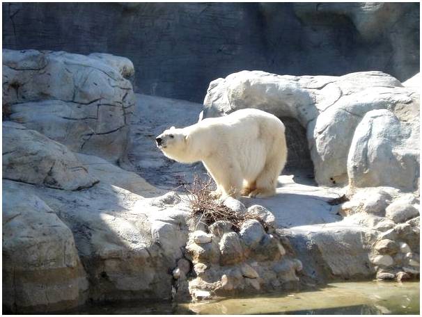 Откройте для себя белых медведей в зоопарке Ассинибойн.