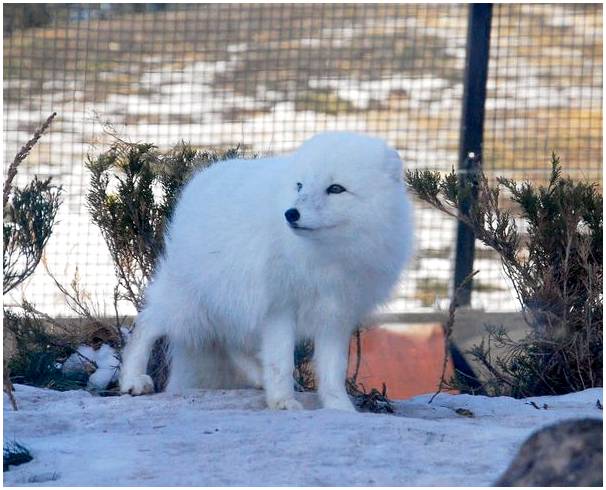 Откройте для себя белых медведей в зоопарке Ассинибойн.