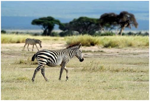 Фантастический национальный парк Найроби