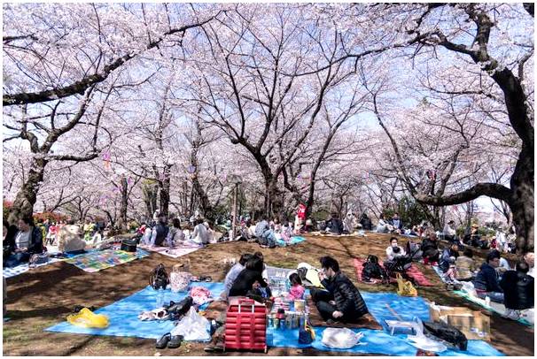 Ханами, празднует весну в Японии