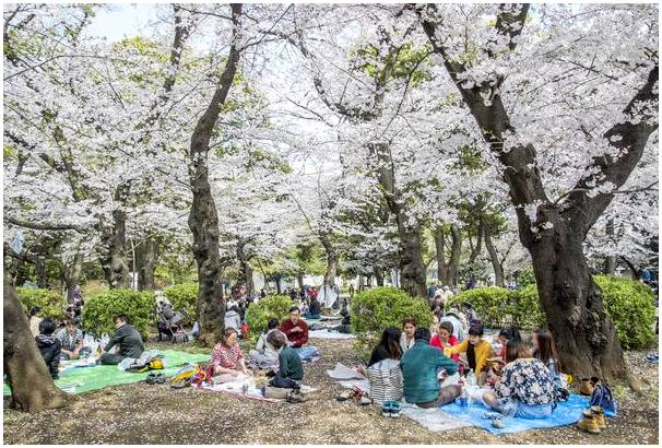 Ханами, празднует весну в Японии