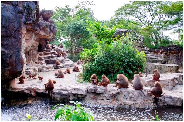 Сингапурский зоопарк, один из лучших в Азии