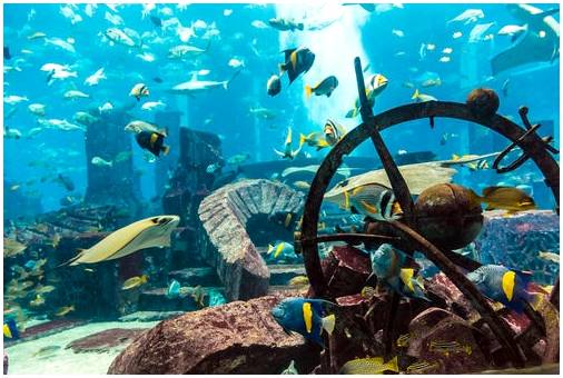 5 аквариумов, в которых вы почувствуете себя под водой