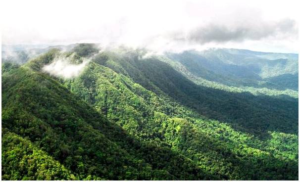 Тропические леса в Белизе и их использование