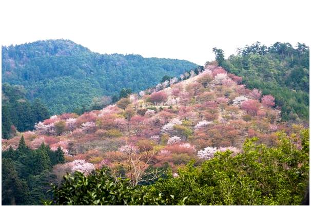 Самые посещаемые национальные парки Японии