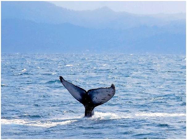 Экскурсия по наблюдению за китами в заливе Самана