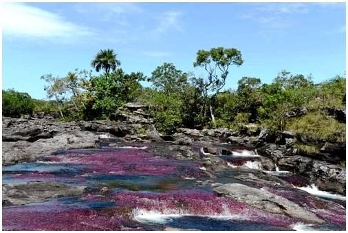 Каньо Кристалес, колумбийская река пяти цветов