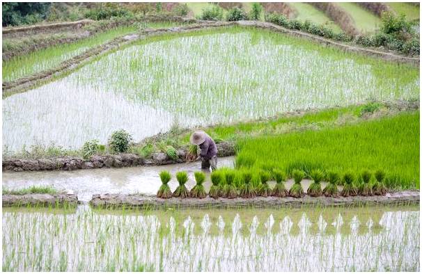 Невероятные виды на рисовые террасы Юаньян в Китае.