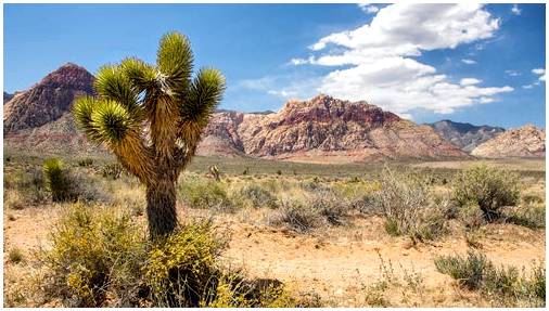 5 самых впечатляющих пустынь США