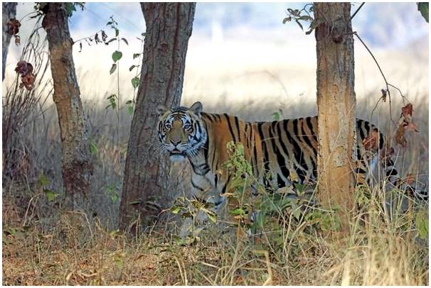 Лучшие места, чтобы увидеть тигров в Индии