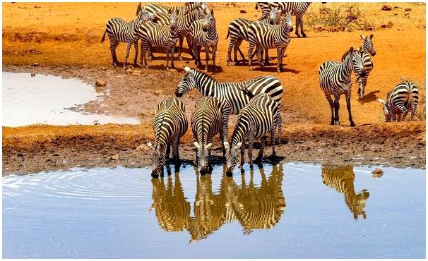 Национальный парк Амбосели, сафари на юге Кении