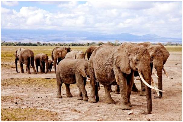 Национальный парк Амбосели, сафари на юге Кении
