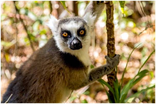 Что посмотреть и посетить на Мадагаскаре, великом острове Африки