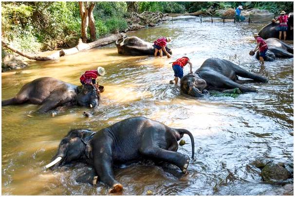 Слон, национальный символ Таиланда