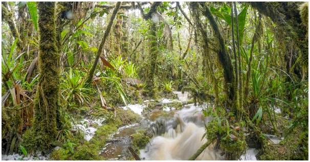 Амазонка в Эквадоре: встречайте прекрасные джунгли