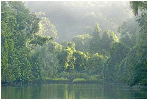 Полуостров Оса, природное сокровище Коста-Рики