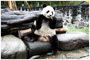Лучшие места в Китае, чтобы увидеть панд