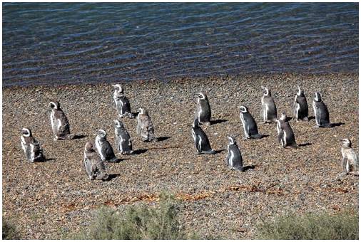 Пунта Томбо: пингвины в Аргентине