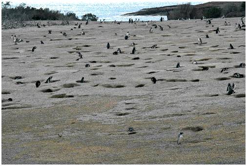 Пунта Томбо: пингвины в Аргентине