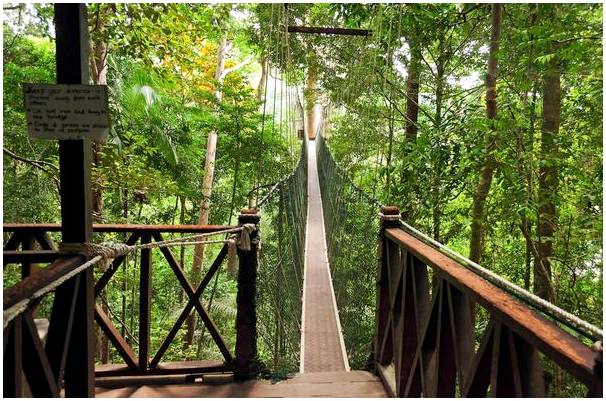 Таман Негара, самые старые джунгли в мире.