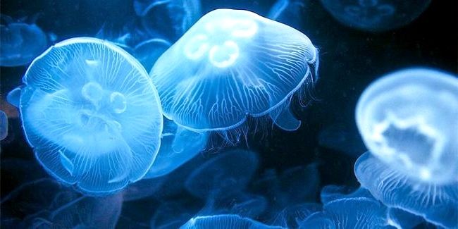 Правильные действия при ожоге медузы