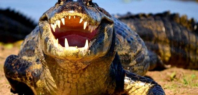 ТОП-10 животных, которые убивают людей